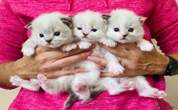 Ragdoll cats - Advert 8