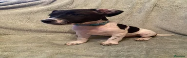 Jack Russell 2