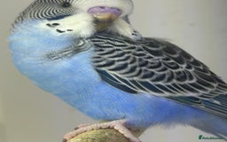 Budgerigars birds for sale: Budgerigars for sale mixed ages mixed genders - Image 9