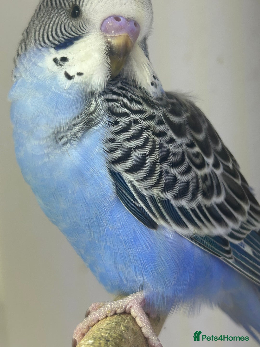 Budgerigars birds for sale: Budgerigars for sale mixed ages mixed genders - Image 9