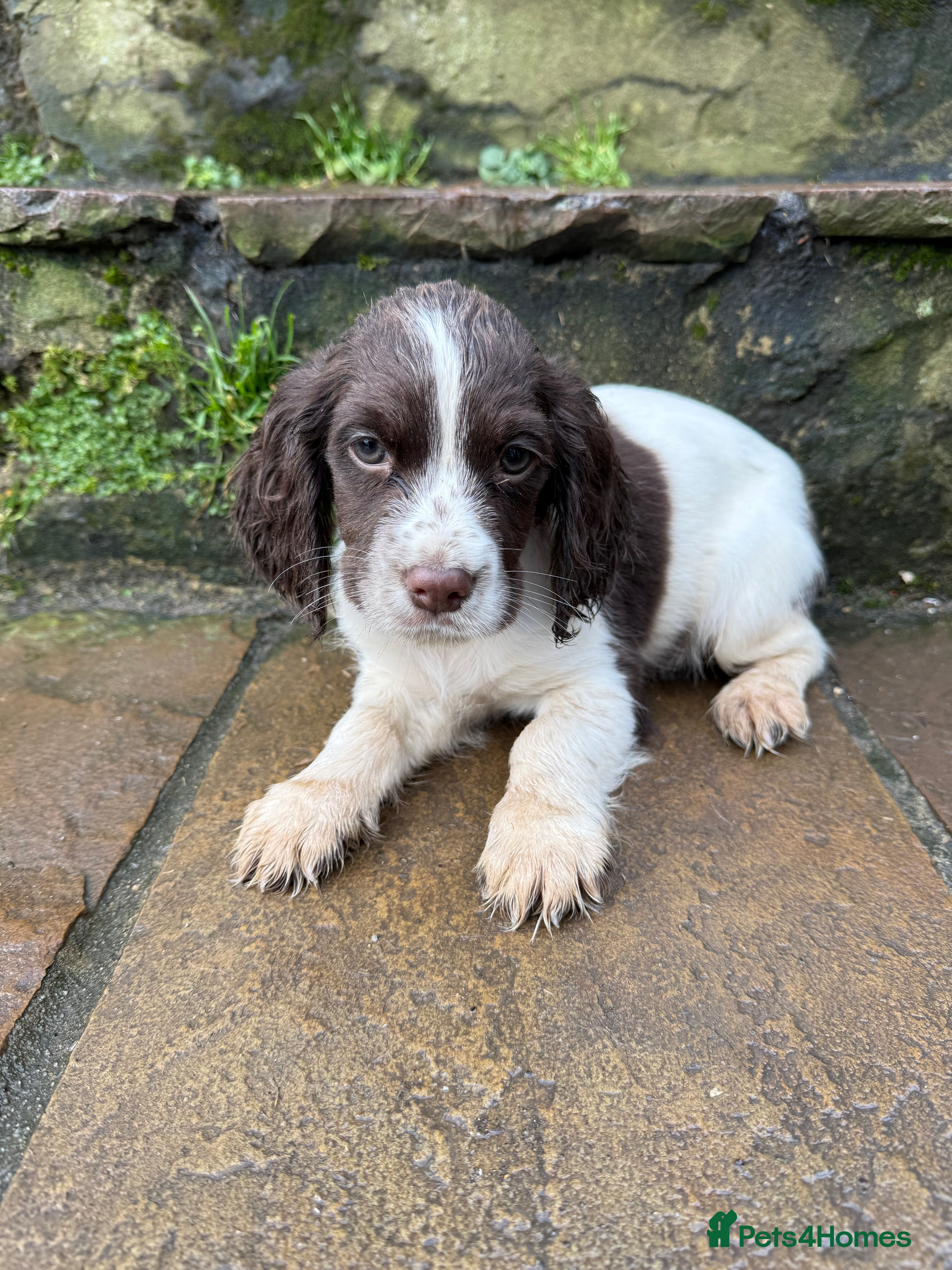 Cocker Spaniel dogs Ready to leave now! Cocker spaniel puppies  - Advert 3