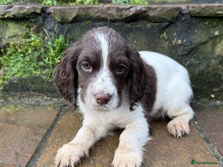 Cocker Spaniel dogs Ready to leave now! Cocker spaniel puppies - Advert 15