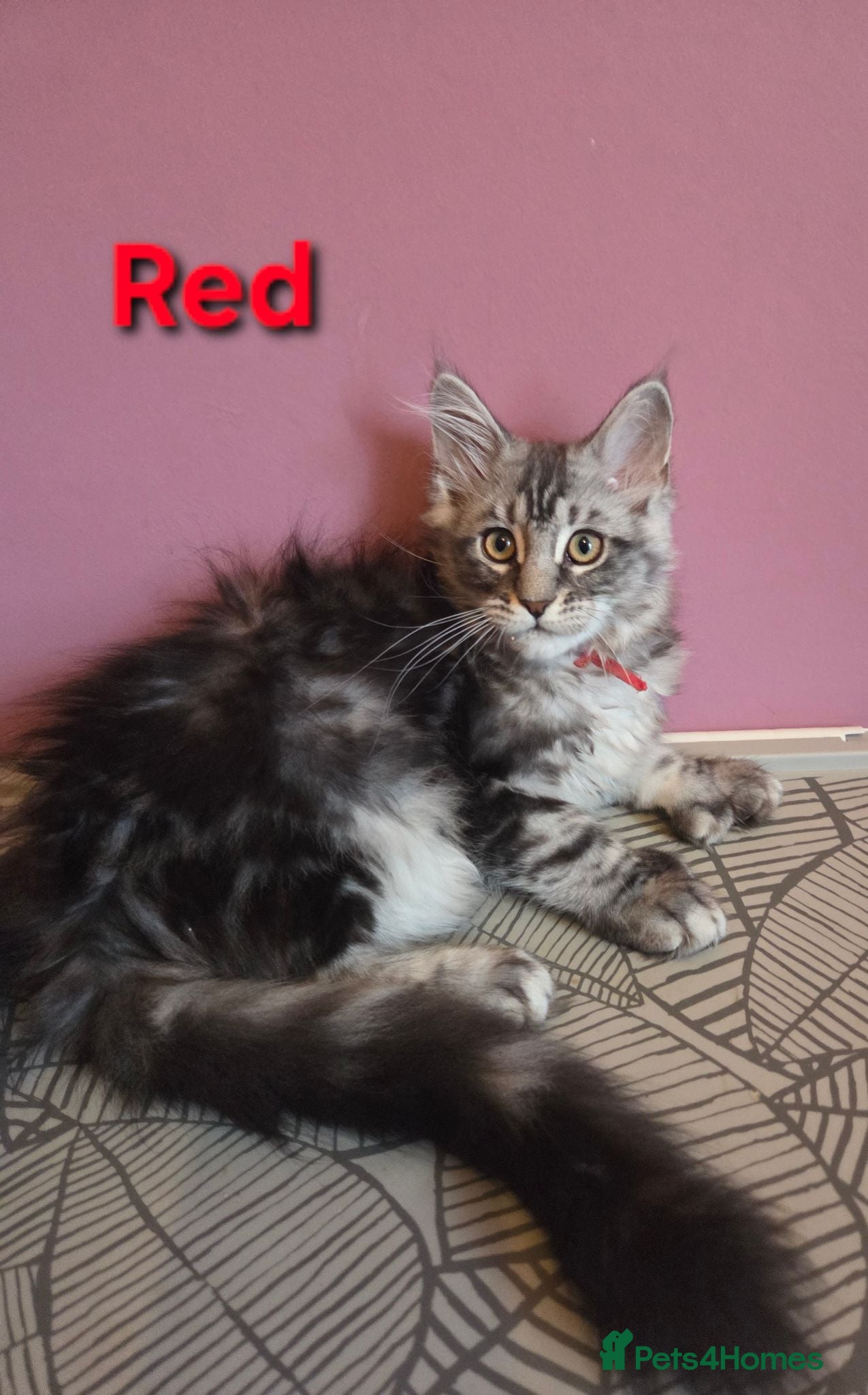 Maine Coon cats Mainecoon tica reg polydactyl kittens - Advert 4