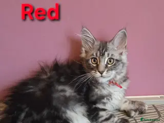 Maine Coon cats Mainecoon tica reg polydactyl kittens - Advert 1