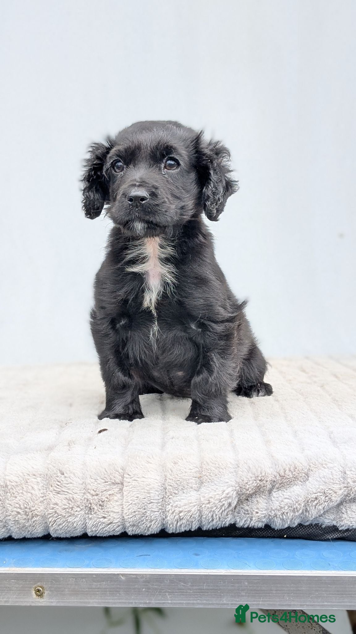 Cocker Spaniel dogs Adorable Cocker Female - No KC reg - Advert 1