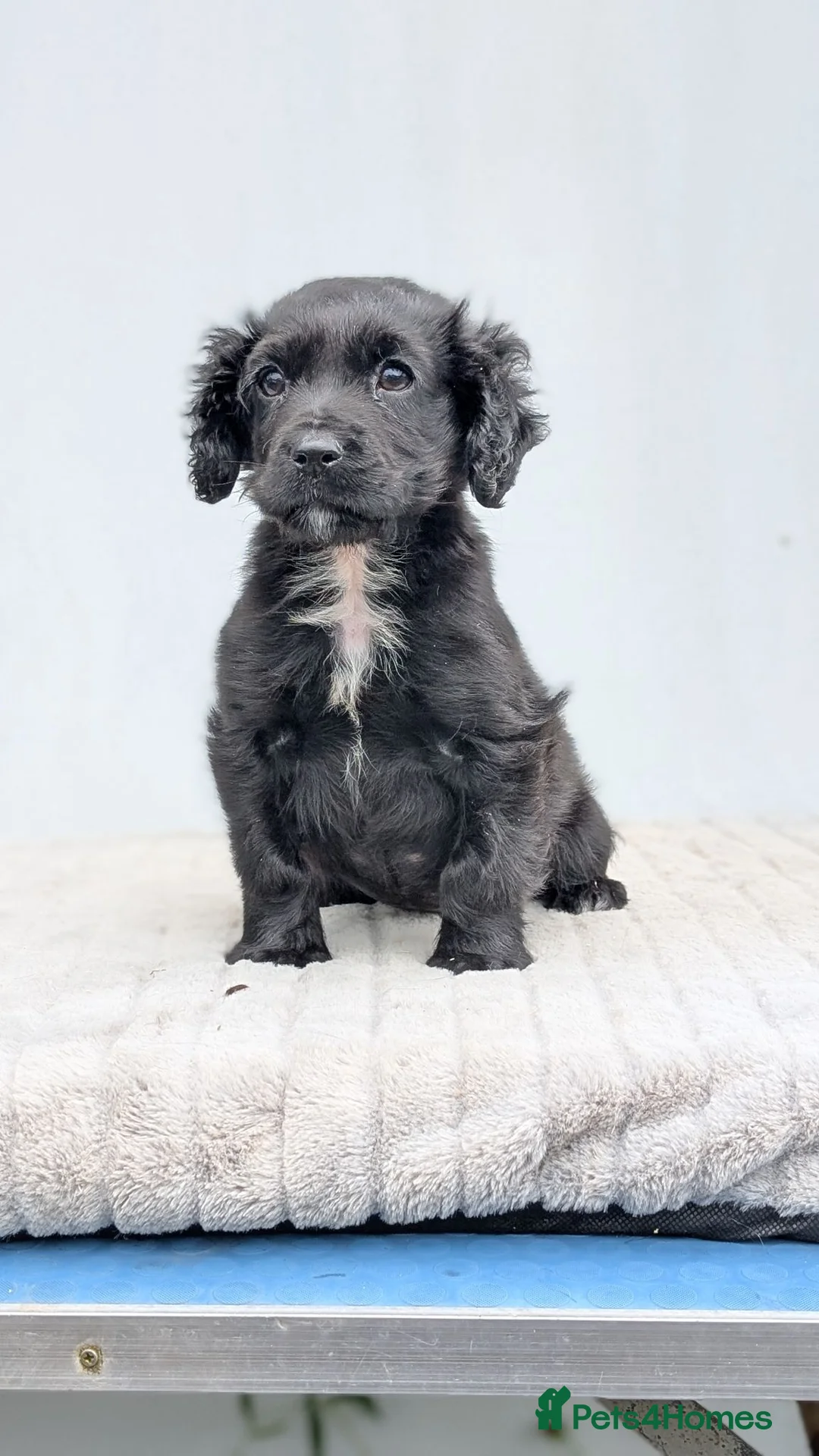 Cocker Spaniel dogs for sale: Adorable Cocker Female - No KC reg - Advert 1