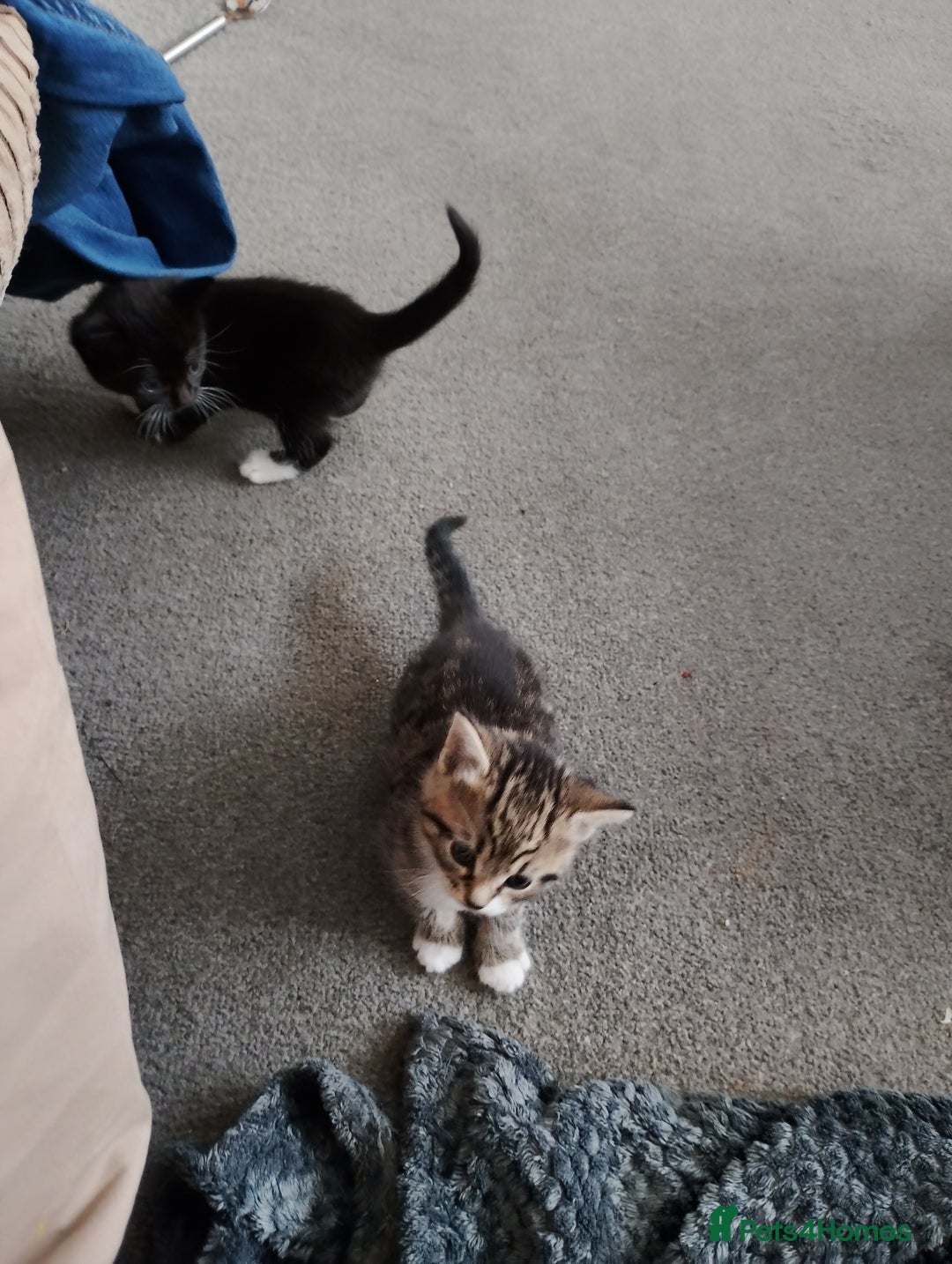 British Shorthair cats for sale: 3 stunning kittens all very cute  - Advert 3