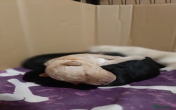 Labradoodle dogs for sale: Labradoodle double doodle pups ready 9th November  - Image 13