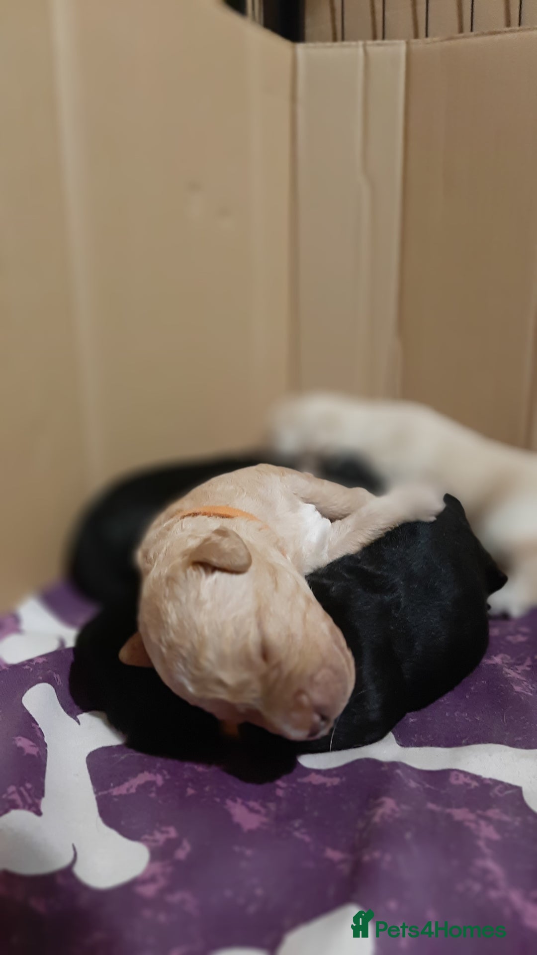 Labradoodle dogs for sale: Labradoodle double doodle pups ready 9th November  - Image 13