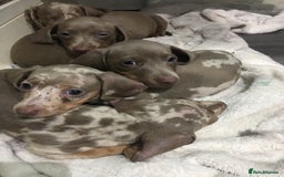Miniature Dachshund dogs for sale: TRUE MINIATURE DASCHUND BABIES only 5 - Image 3