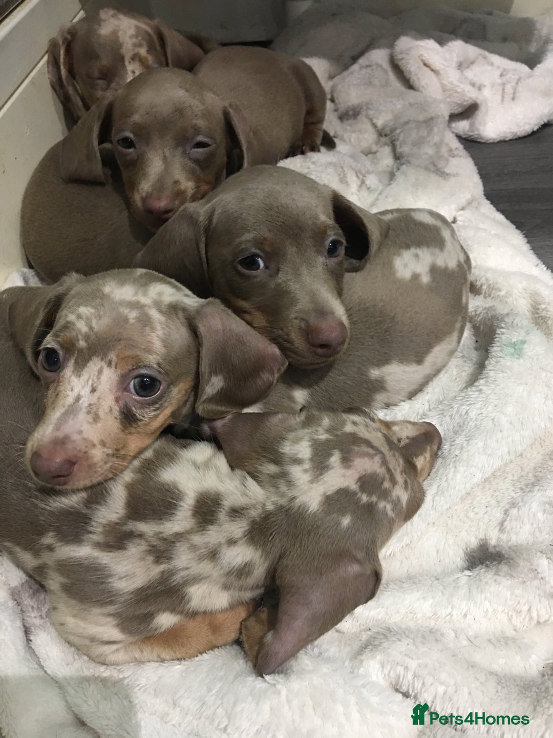Miniature Dachshund dogs for sale: TRUE MINIATURE DASCHUND BABIES only 5 - Image 3