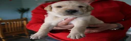 Labrador Retriever dogs for sale: Fox Red/Yellow working line Labrador puppies in Ilminster - Advert 6