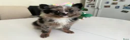 Pomeranian dogs for sale: 👑Perfect Pomeranian puppies 🐶  - Advert 7