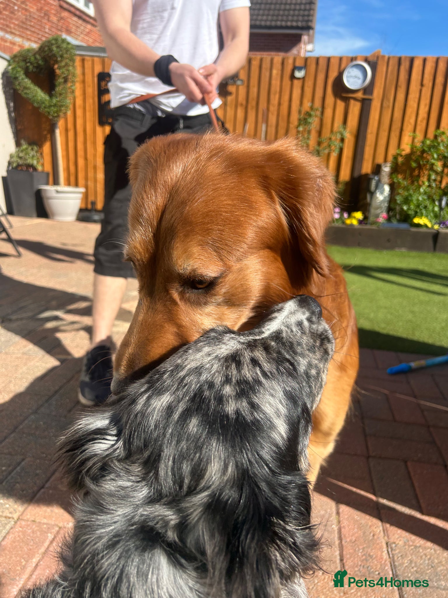 Mixed Breed dogs for sale: Coltriever puppy’s coming VERY SOON!  - Advert 7