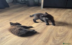Domestic Shorthair cats for sale: 1 male 1 female  - Image 6