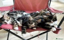 Siberian cats for sale: Adorable Siberian Forest Mix Kittens - Image 3