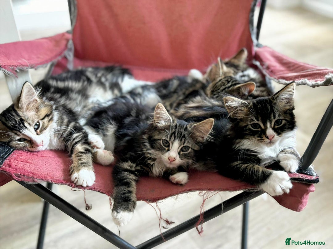 Siberian cats for sale: Adorable Siberian Forest Mix Kittens - Image 3