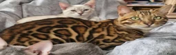 Bengal cats for sale: TICA Brown carrier snow male bengal - Advert 5