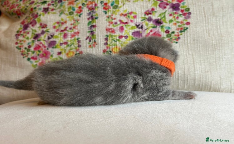 British Shorthair cats - Advert 5