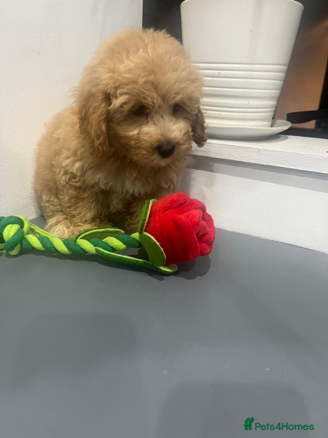 Coton De Tulear dogs for sale: Cotonoodle - Image 20