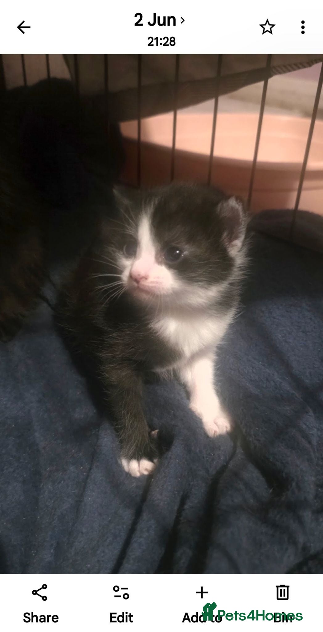 Domestic Shorthair cats Caroline 10 weeks old - Advert 3