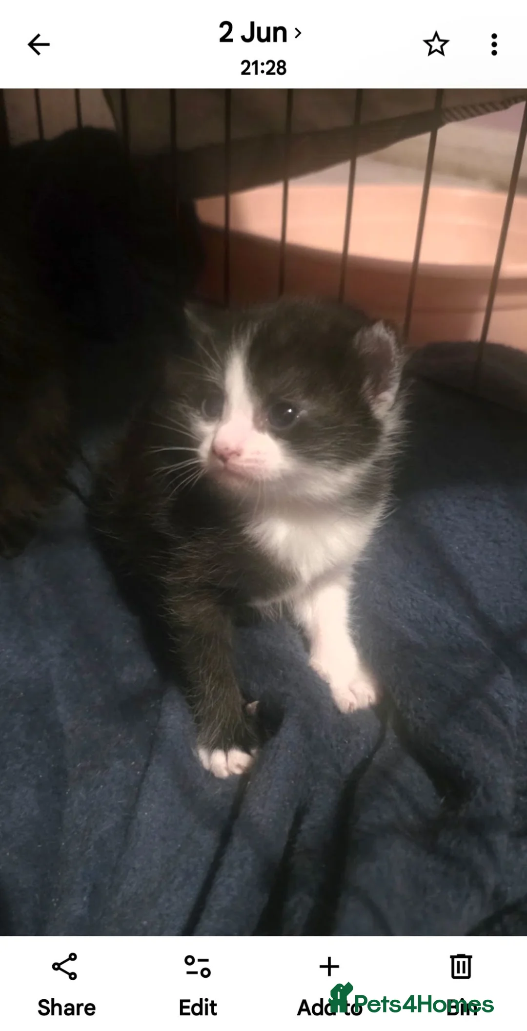 Domestic Shorthair cats for sale: Caroline 10 weeks old - Advert 1