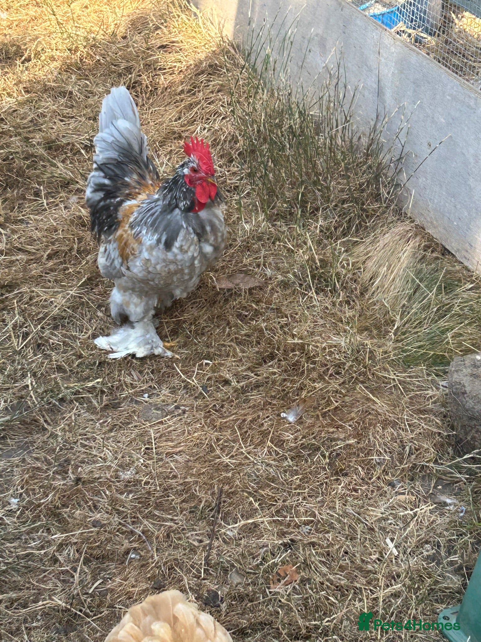 Chickens poultry Rooster for rehoming  - Advert 2