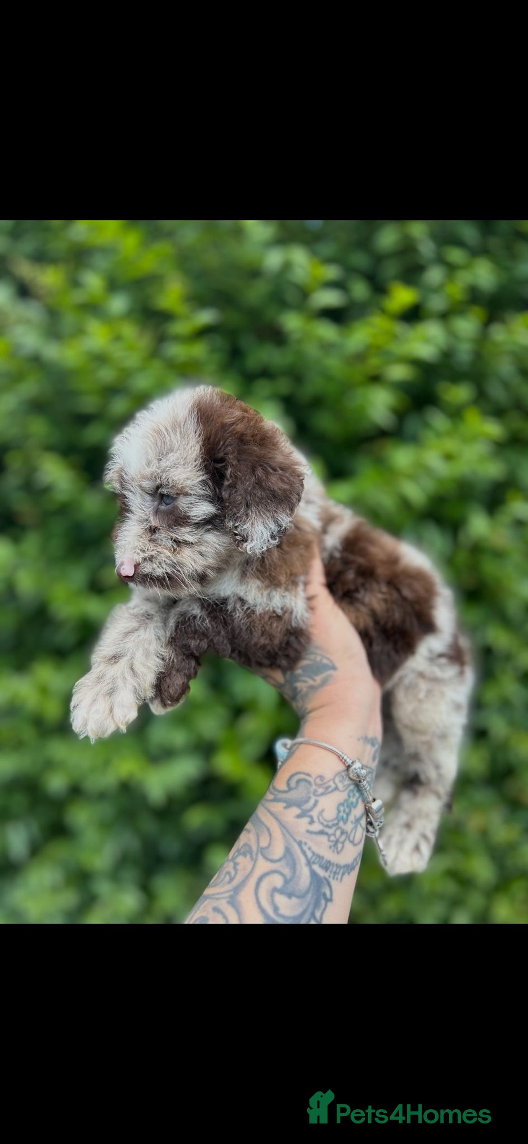 Cockapoo dogs for sale: F1 Toy Cockapoos - Image 2
