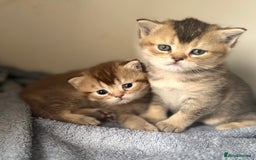 British Shorthair cats for sale: 💖 Stunning BSH kittens - ready for reservations💖 - Image 13