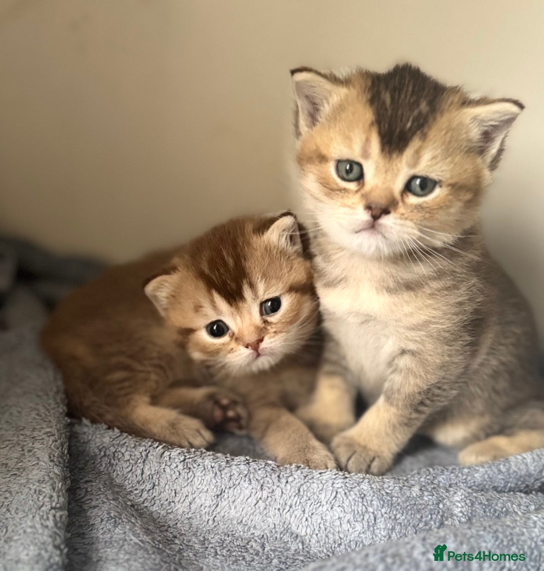 British Shorthair cats for sale: 💖 Stunning BSH kittens - ready for reservations💖 - Image 13