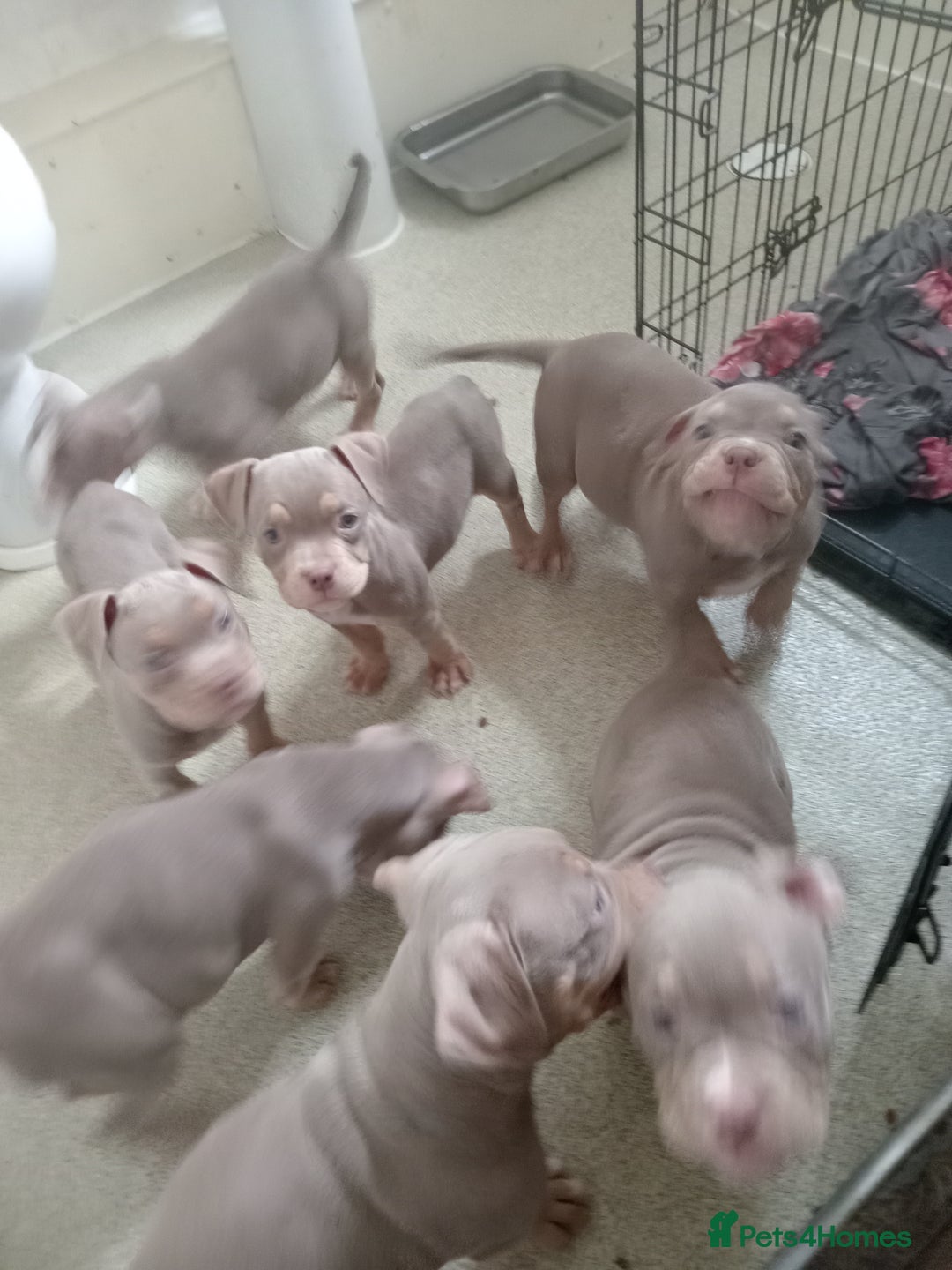 American Bully dogs for sale: Pocket bullies  - Image 9