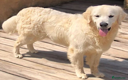 Golden Retriever dogs for sale: Golden retriever male - Image 8