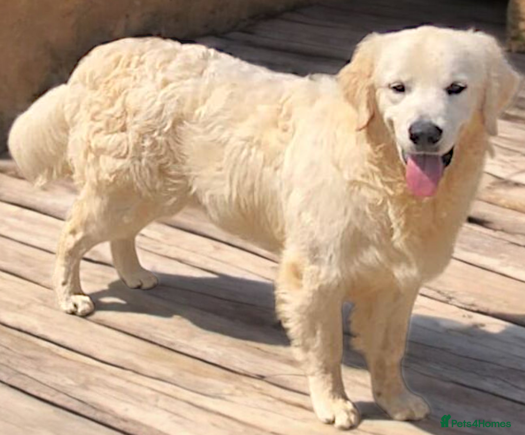 Golden Retriever dogs for sale: Golden retriever male - Image 8