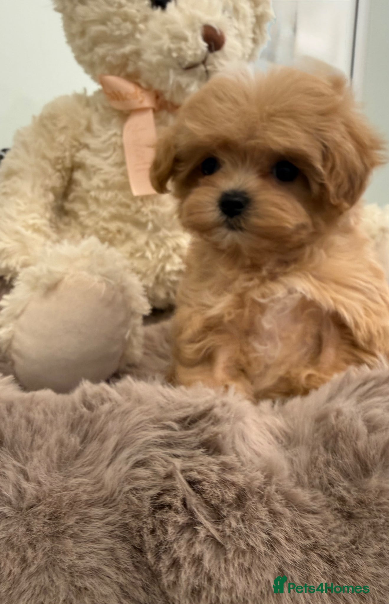 Maltipoo dogs for sale: 7 beautiful girls. F1. DNA clear & health tested.  - Advert 18