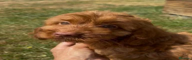 Cockapoo 2