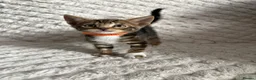 Bengal cats for sale: Bengal Tabby Mixed Breed Kittens - Advert 9