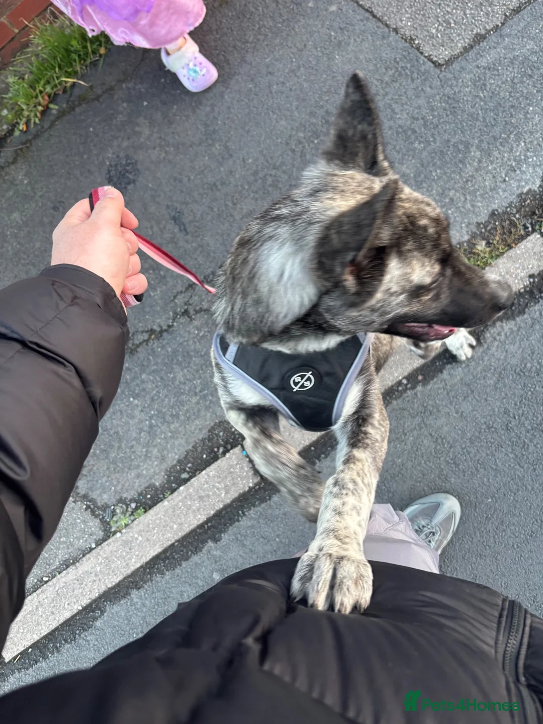 Huskita dogs for sale: 4 month old Huskita for sale - Advert 4