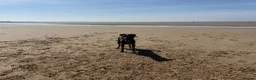 Springador dogs for sale: 18month female Springador  - Advert 11