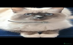 Ragdoll cats for sale: Kittens ready now! - Image 16