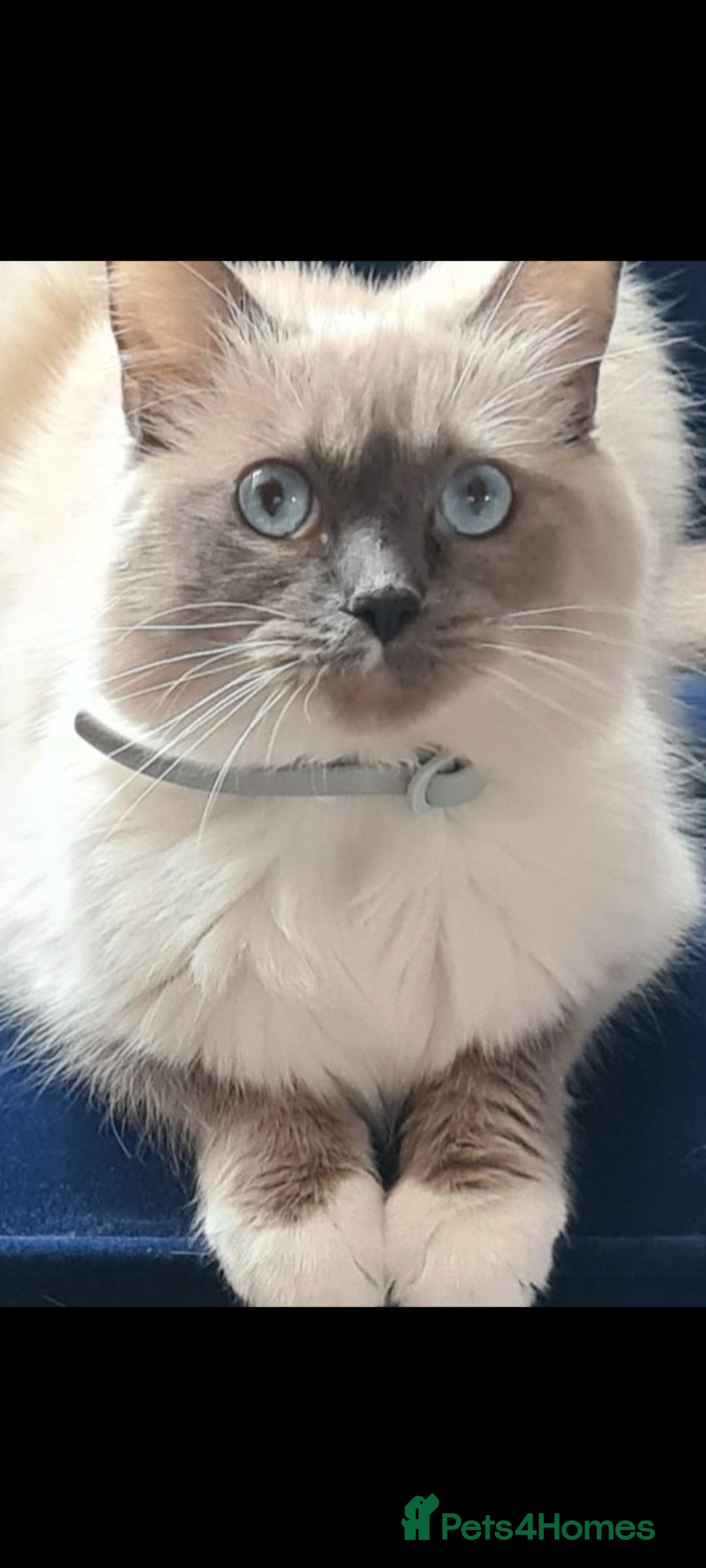Ragdoll cats for sale: Kittens ready now! - Image 16