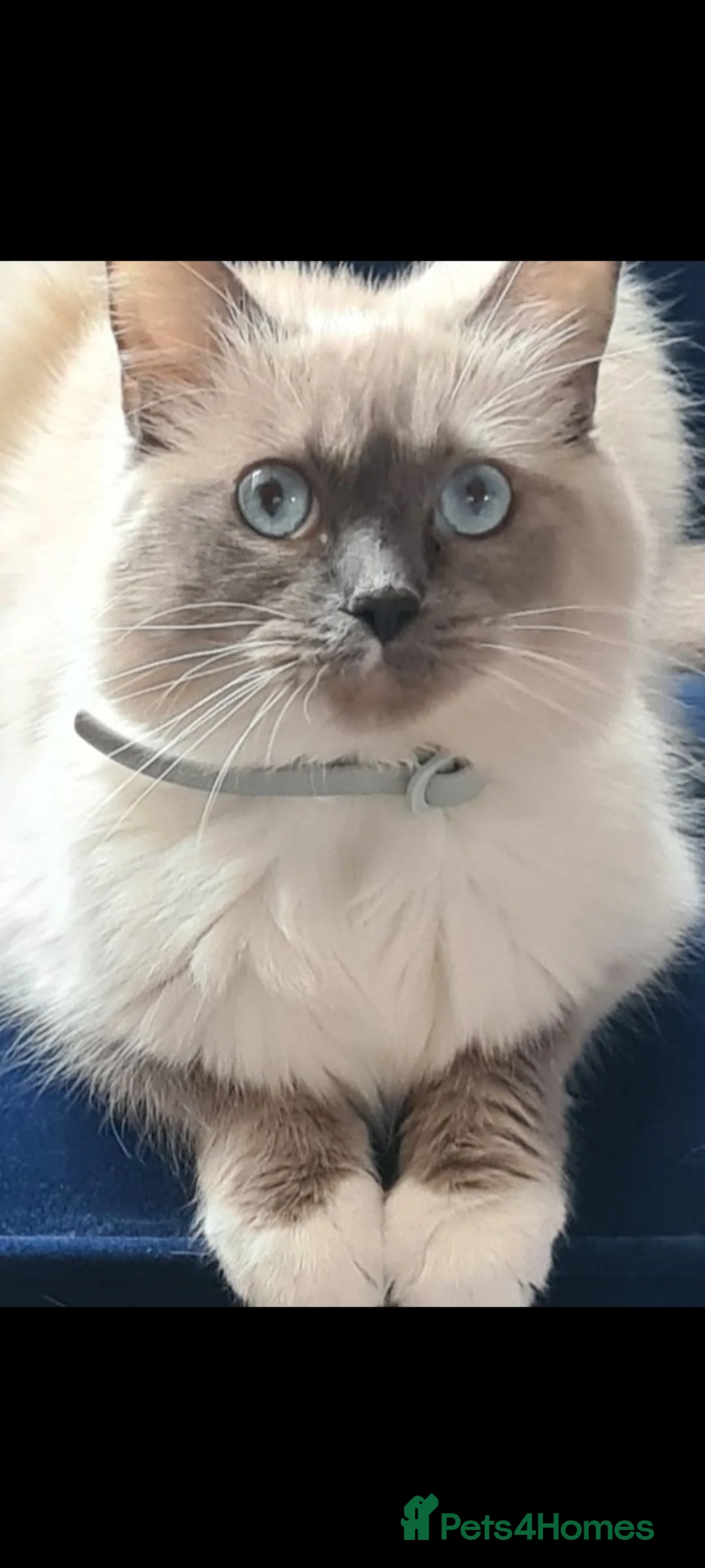Ragdoll cats for sale: Kittens ready now! - Advert 16