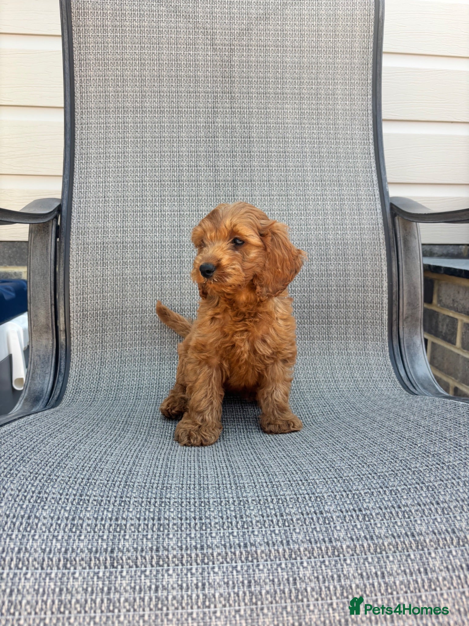 Cockapoo dogs Three F1 Cockapoo Boys Ready To Leave 🐶 - Advert 1