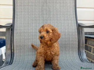 Cockapoo dogs Three F1 Cockapoo Boys Ready To Leave 🐶 - Advert 1