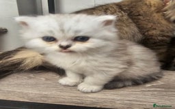 Persian cats for sale: Persian kittens for sale - Image 9