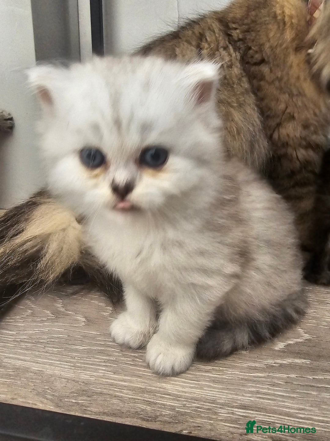 Persian cats for sale: Persian kittens for sale - Image 9