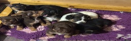 Jack Russell dogs for sale: Trad.family short legged short hair- ready!! - Advert 3