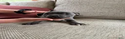 Staffordshire Bull Terrier dogs for sale: Blue Staffordshire bull terrier puppies kc  - Advert 9
