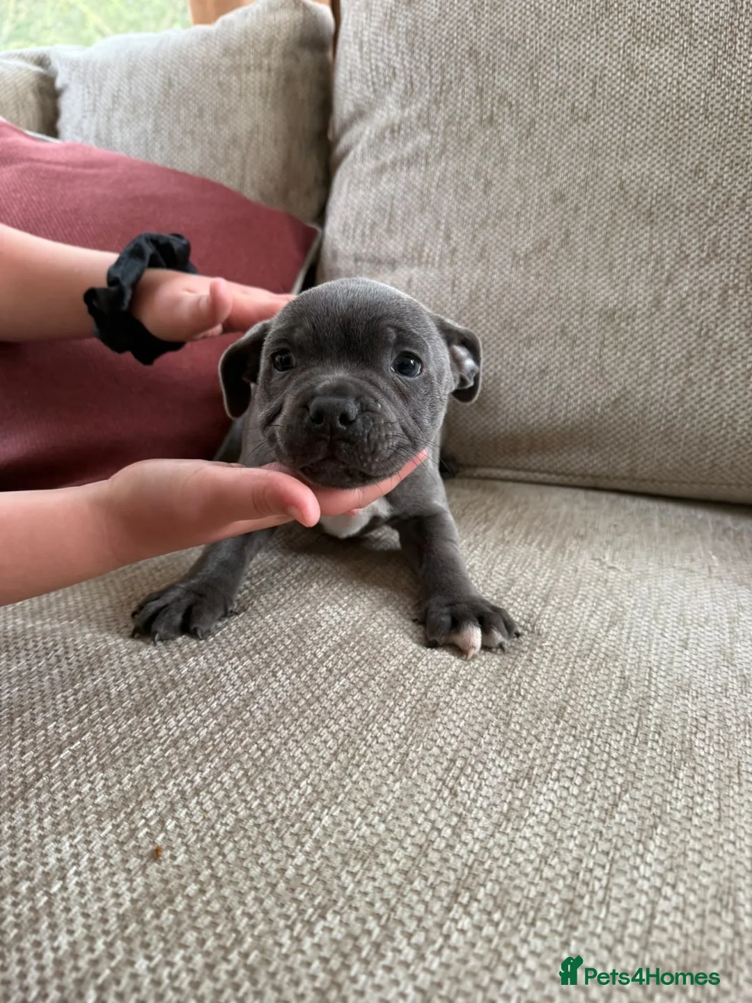 Staffordshire Bull Terrier dogs for sale: Blue Staffordshire bull terrier puppies kc  - Advert 9