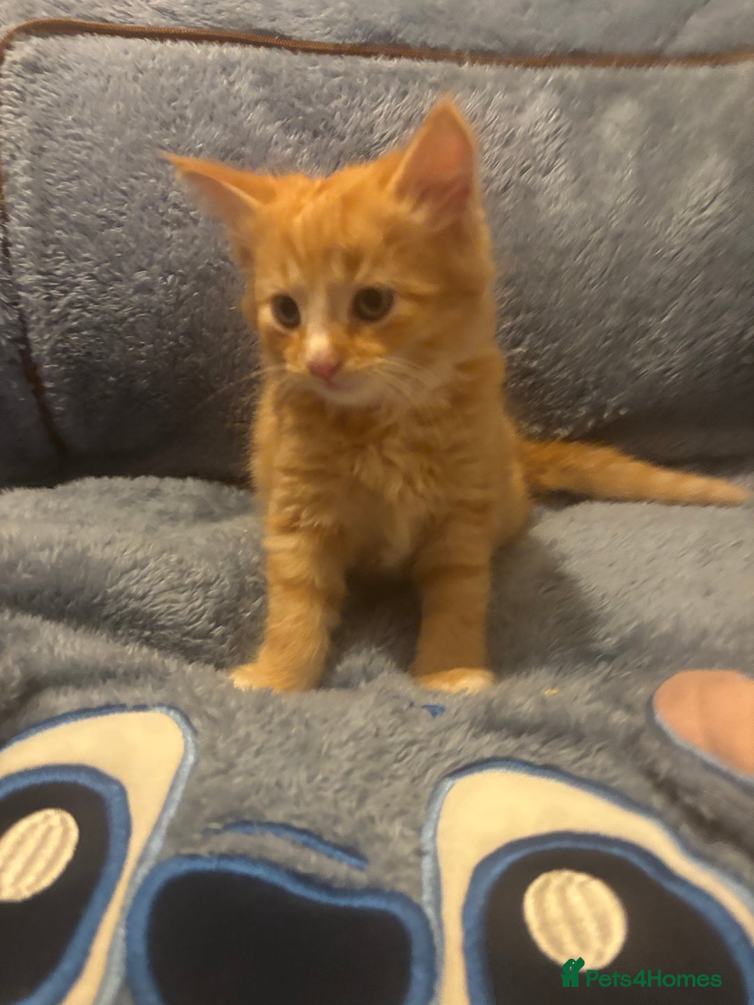 Mixed Breed cats for sale: 7 beautiful British short hair cross  - Advert 6