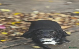 Cocker Spaniel dogs for sale: Cocker Spaniel Puppy – 8 Months Old, Lovely Girl - Image 7